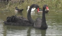 /album/aquaticos1/cisne-preto-5-jpg/